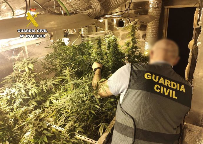 Plantación de marihuana desmantelada en la localidad de Viérnoles.