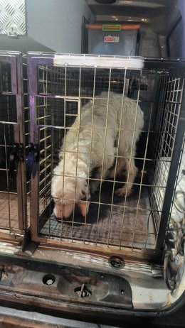 Perro rescatado por la Guardia Civil de O Carballiño (Ourense) tras ser lanzado al vacío desde un viaducto por su dueño.