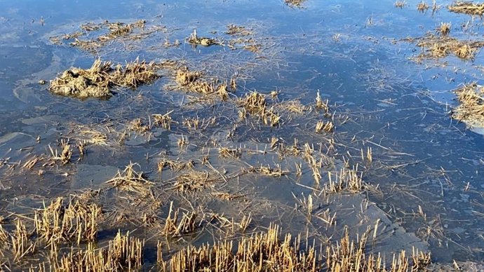 Archivo - Agua ennegrecida en la Albufera de Valncia