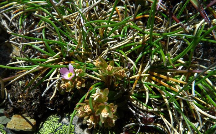 La androsela riojana, única especie endémica de La Rioja, incluida en el Catálogo Nacional de Especies Amenazadas
