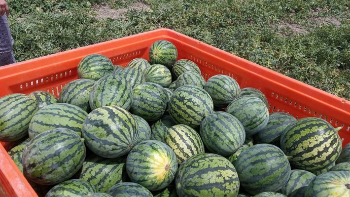 Recogida de sandías