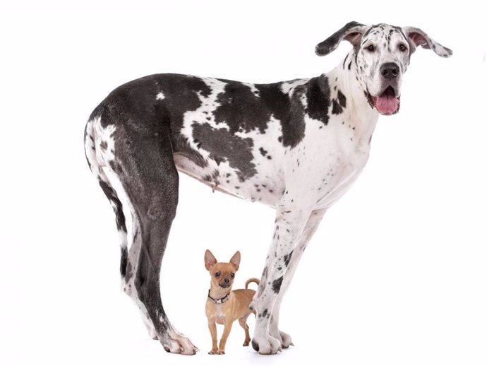 ¿Por qué los perros grandes no viven tanto como los pequeños?