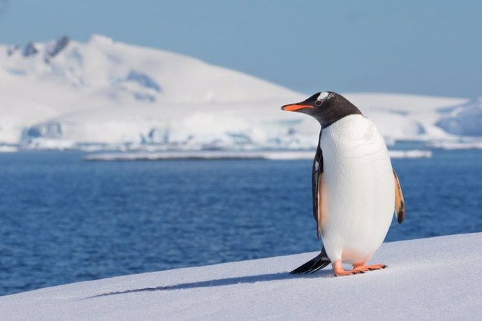 Un estudio del CSIC desvela que los pingüinos juegan un papel clave en el reciclaje de hierro en aguas de la Antártida