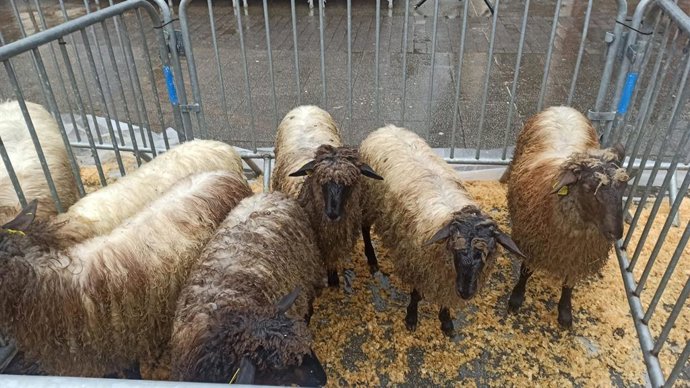 Archivo - La localidad guipuzcoana de Ordizia ha celebrado este miércoles su tradicional Artzai Eguna