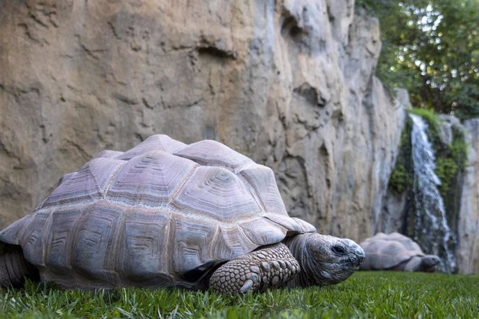 Tortugas gigantes