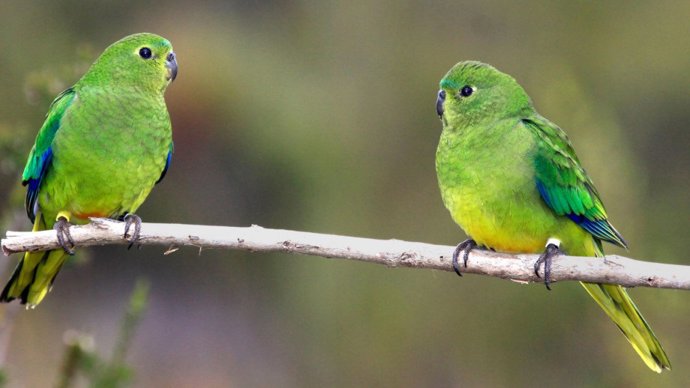 Loros de vientre naranja