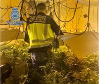 Desmantelada en Alcalá de Guadaíra (Sevilla) una plantación de marihuana al lado de una comisaría