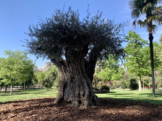 Un olivo de 627 años se convierte en el árbol más anciano de El Retiro