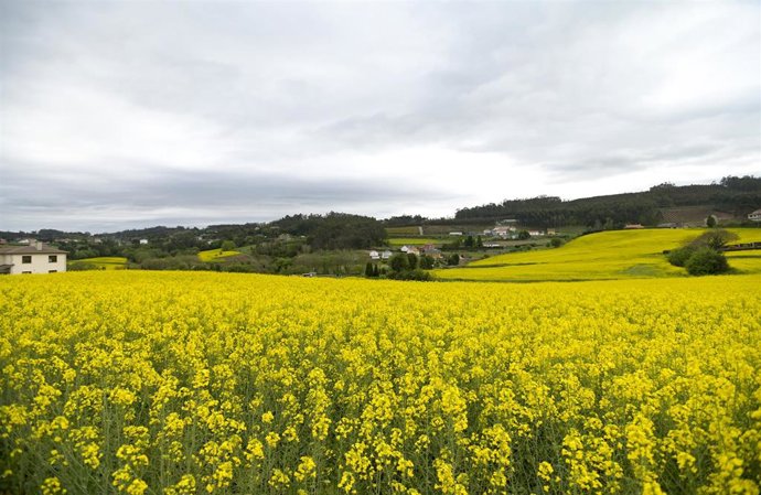 Campos sembrados de Brassica napus, planta de la que se obtiene el aceite de colza, a 10 de abril de 2023, en Paiosaco, A Laracha, A Coruña (España). El cultivo de colza se ha convertido en uno de los cultivos más rentables, ya que su precio anima a su 
