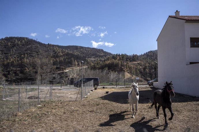 Caballos vuelven a sus corrales tras el incendio forestal de Castellón, a 2 de abril de 2023, en Montón, Castellón, Comunidad de Valencia, (España). El incendio se inició el pasado 23 de marzo, y ha calcinado más de 4.700 hectáreas. El fuego ha afectado