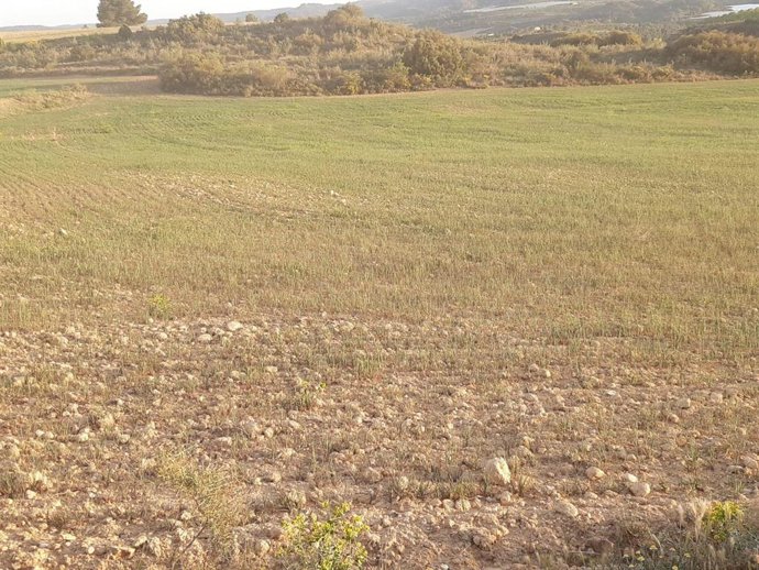 UAGA Aragón alerta de la situación "catastrófica" en el cereal, ganadería extensiva y apicultura por la sequía. En la foto cereal tardío en Caspe