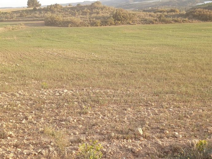 UAGA Aragón alerta de la situación "catastrófica" en el cereal, ganadería extensiva y apicultura por la sequía. En la foto cereal tardío en Caspe