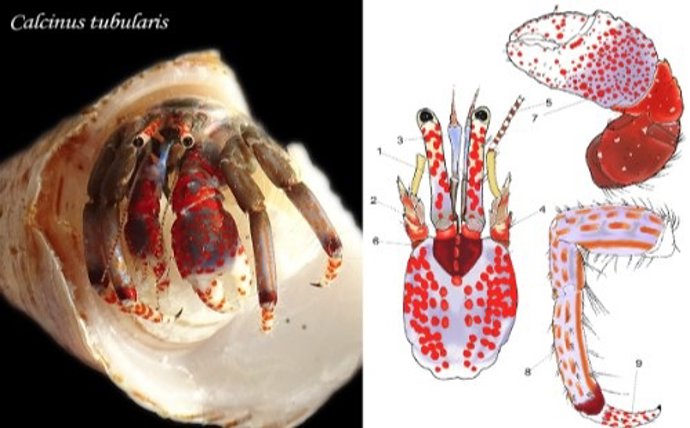 Imagen y figura de Calcinus tubularis/ IEO-CSIC