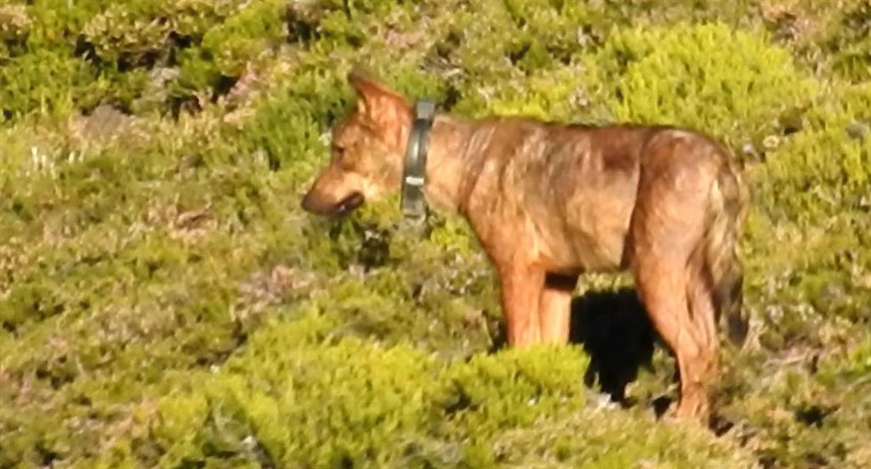 Archivo - Lobo con collar GPS.