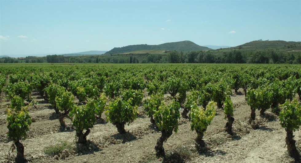Viñedos en La Rioja.
