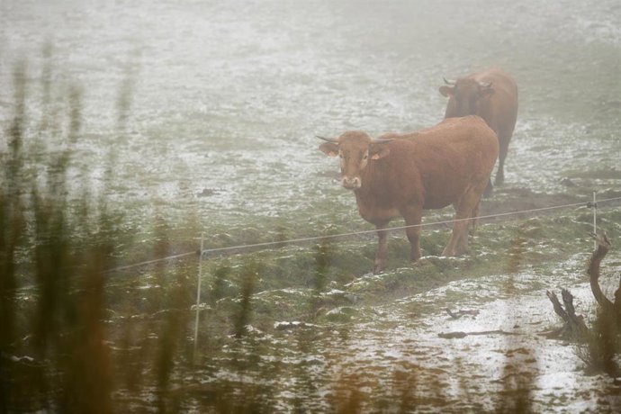 Varias vacas pastan en la aldea de Piornedo, a 13 de abril de 2023, en Cervantes, Lugo, Galicia (España) La Agencia Estatal de Meteorología (AEMET) ha alertado este jueves de a una decena de comunidades autónomas por riesgo amarillo o naranja de viento,