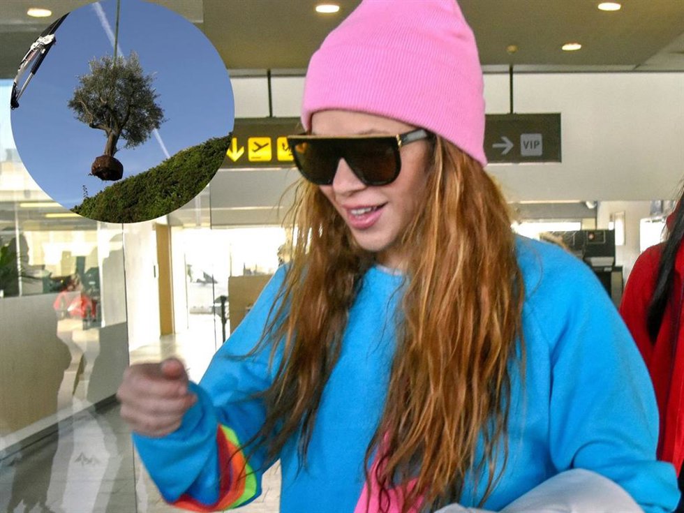 Shakira, ¿ha desenterrado un árbol para llevárselo a Miami?