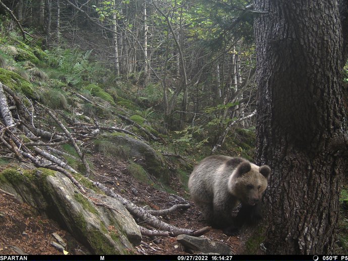 Ejemplar de oso pardo en el Pirineo