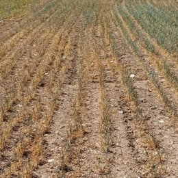 La Unió alerta de que la sequía amenaza "ya seriamente" algunos cultivos en la Comunitat Valenciana