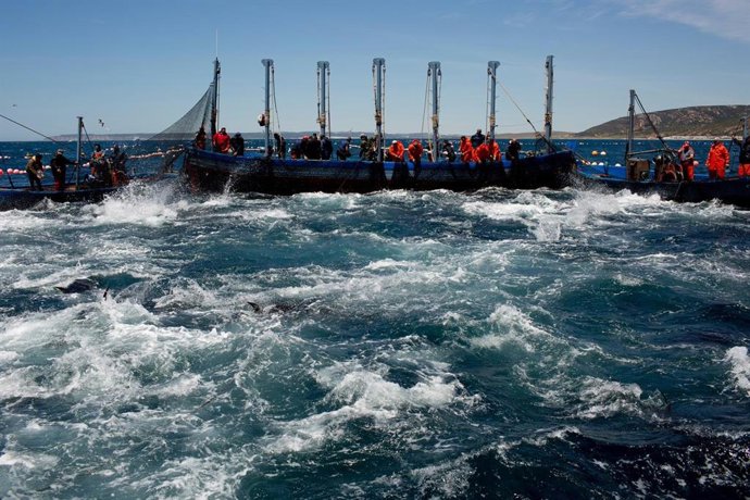 Archivo - Pesca de atún en almadraba