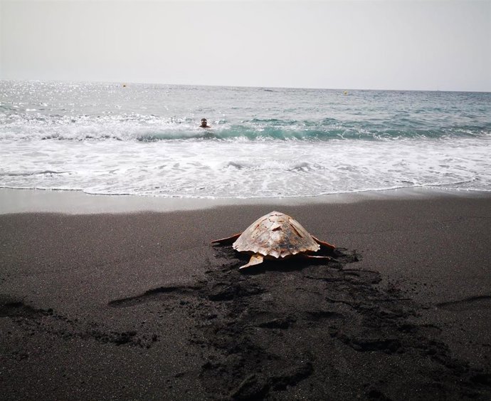El Cabildo de Tenerife, a través del Centro de Recuperación de Fauna Silvestre (CRFS) de La Tahonilla, ha liberado en la playa de La Nea del municipio de El Rosario a dos ejemplares de tortuga Caretta caretta que fueron recuperadas en dicho centro.