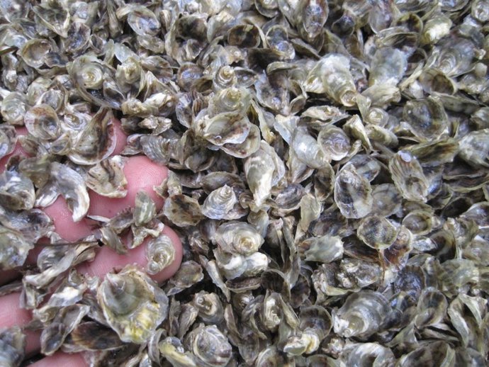 Producción de ostra rizada autóctona de la ría del Eo en el Centro de Experimentación Pesquera del Principado.