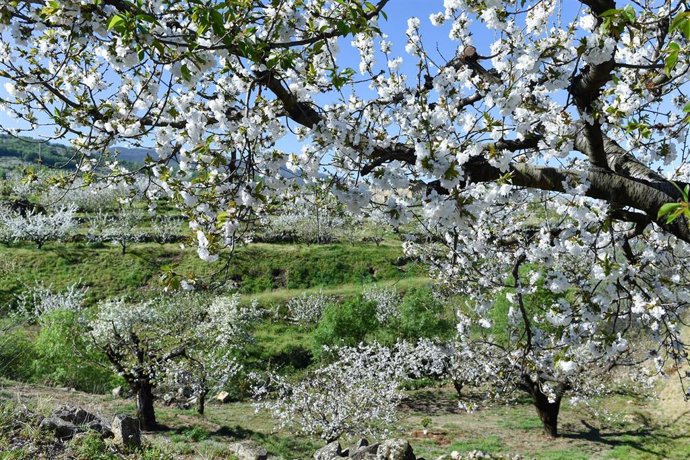 Varios árboles de cerezo en la floración de los cerezos, en el Valle del Jerte, a 4 de abril de 2023, en Cáceres, Extremadura (España). El cerezo en flor anuncia la llegada de la primavera tiñendo de blanco el paisaje cacereño, aunque su floración está 
