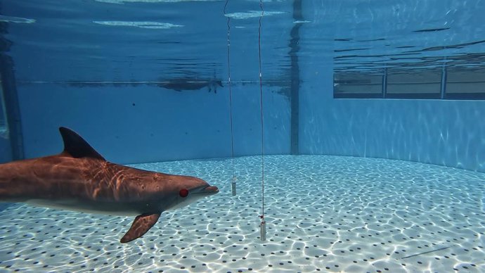 Los delfines tienen una capacidad muy precisa para detectar objetos en el agua, en concreto, pueden distinguir objetos que se diferencian en el grosor de un pelo. Así lo han descubierto el zoológico Loro Parque y Loro Parque Fundación