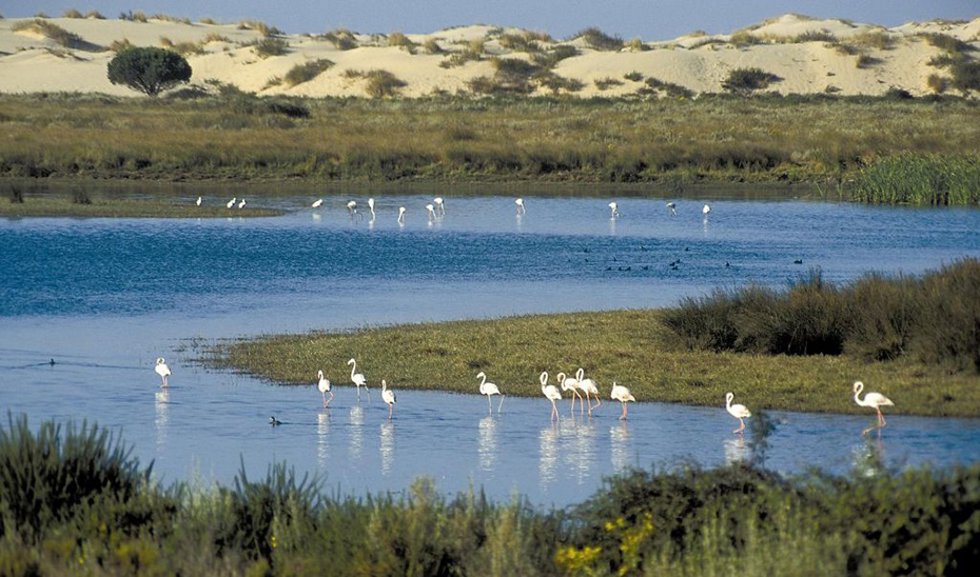 Sequía.- Maeztu manifiesta su preocupación por la situación hídrica en Doñana y pide "buscar otras fórmulas" para los regadíos