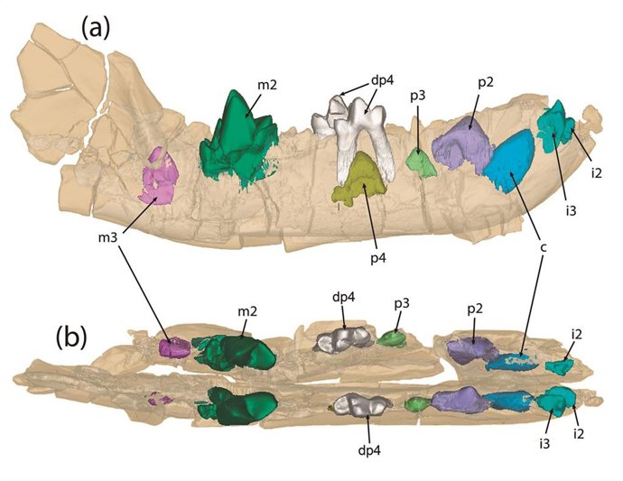 Paleontólogos del MNCN-CSIC y de la UNED describen una nueva especie de mamífero depredador que habitó en Soria hace 40 millones de años.