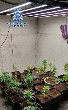 Plantación indoor de marihuana con casi una treintena de plantas en diferentes estados de crecimiento.