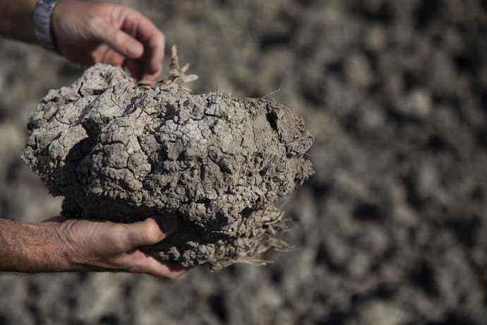 Archivo - Tierras de cultivo de arroz sin sembrar a causa de la sequía. A 26 de agosto de 2022 en Sevilla (Andalucía, España). Los arroceros andaluces han destacado que intentarán "cubrir los gastos del cultivo" con una producción mínima de en torno a l