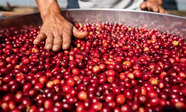 Photo shows that farmers sort harvested coffee fruit at Yatang Valley Coffee Farm in Pu'er, Yunnan province.