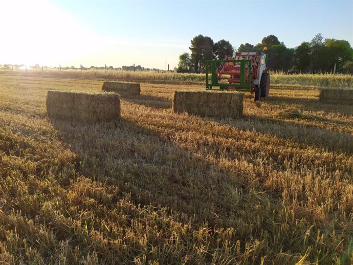 Archivo - Cereal, campo, agricultura.