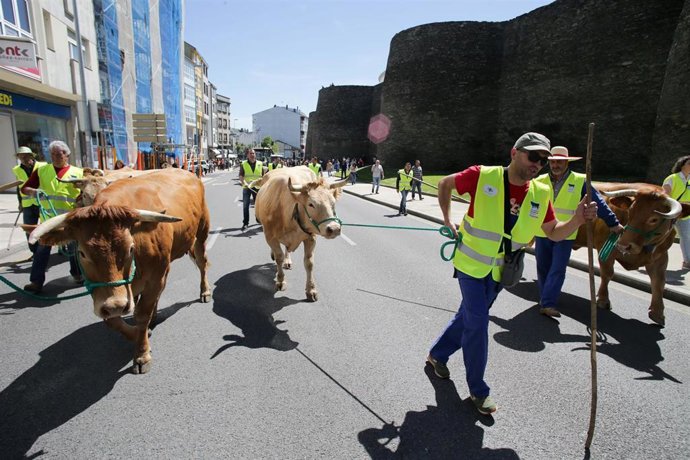 Ganaderos de carne y leche tiran de vacas durante una manifestación por los "altos precios y costes bajos, a 18 de abril de 2023, en Lugo, Galicia.
