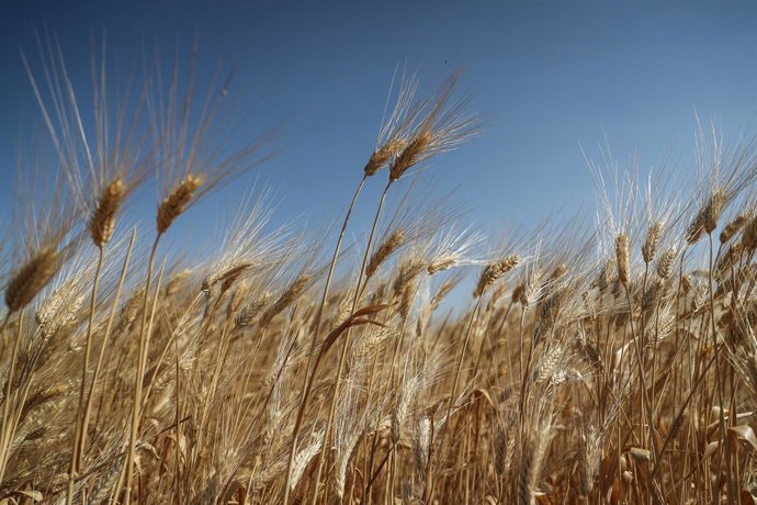 Archivo - FILED - 30 May 2021, Syria, Sahl ar Ruj: A general view of wheat ears during the wheat harvesting season. Wheat prices have risen sharply on world markets, along with numerous other commodities, in the wake of the Russian attack on Ukraine. Ph