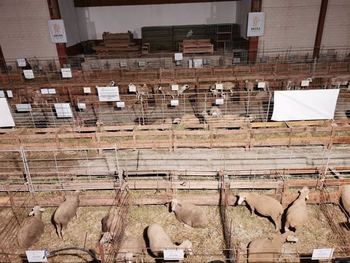 Fotografía de ganado ovino durante la feria