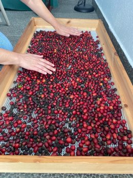 Ecofinca Nogales comercializa su primera cosecha de café ecológico de la variedad 'Típica'