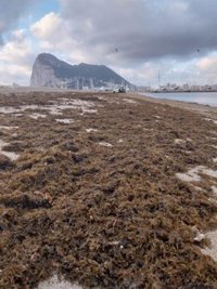 Retirados más de 15.000 kilos de algas de la playa de Poniente en La Línea (Cádiz)