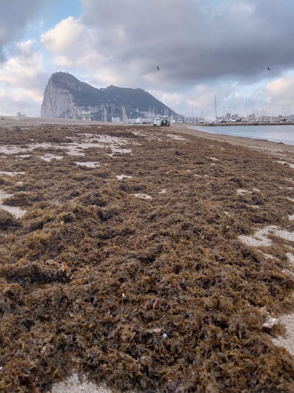El Ayuntamiento de La Línea retira más de 15.000 kilos de algas de la playa de Poniente