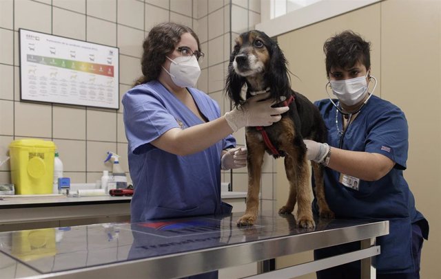 Archivo - Dos veterinarias tratan a un perro durante la visita de la presidenta de la Comunidad, Isabel Díaz Ayuso, al Hospital Clínico Veterinario de la Universidad Complutense de Madrid (UCM) y la sede de Vigilancia Sanitaria Veterinaria (VISAVET) para 