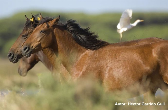 Archivo - Ejemplares de Caballo salvaje de las Retuertas. Caballos Salvajes