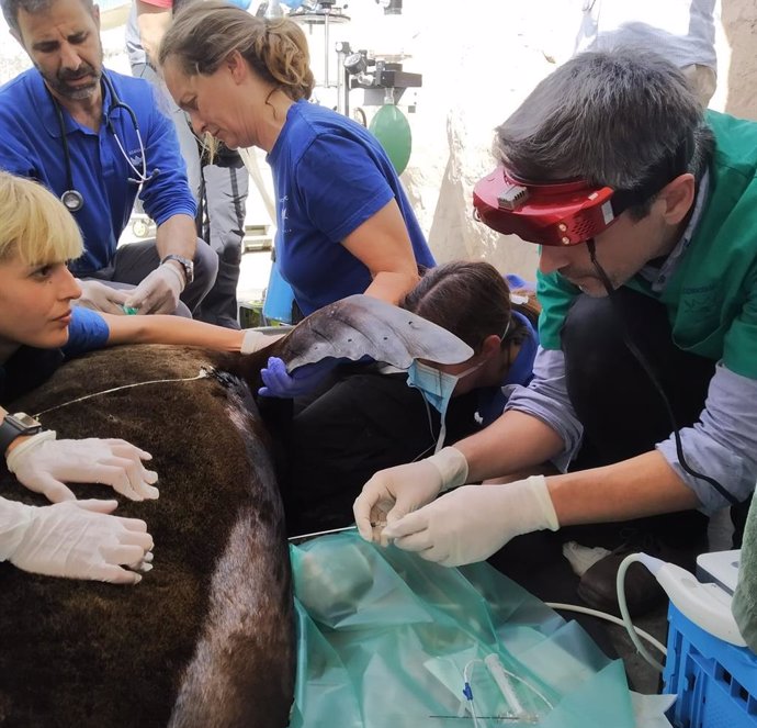 Momento del diagnóstico del animal