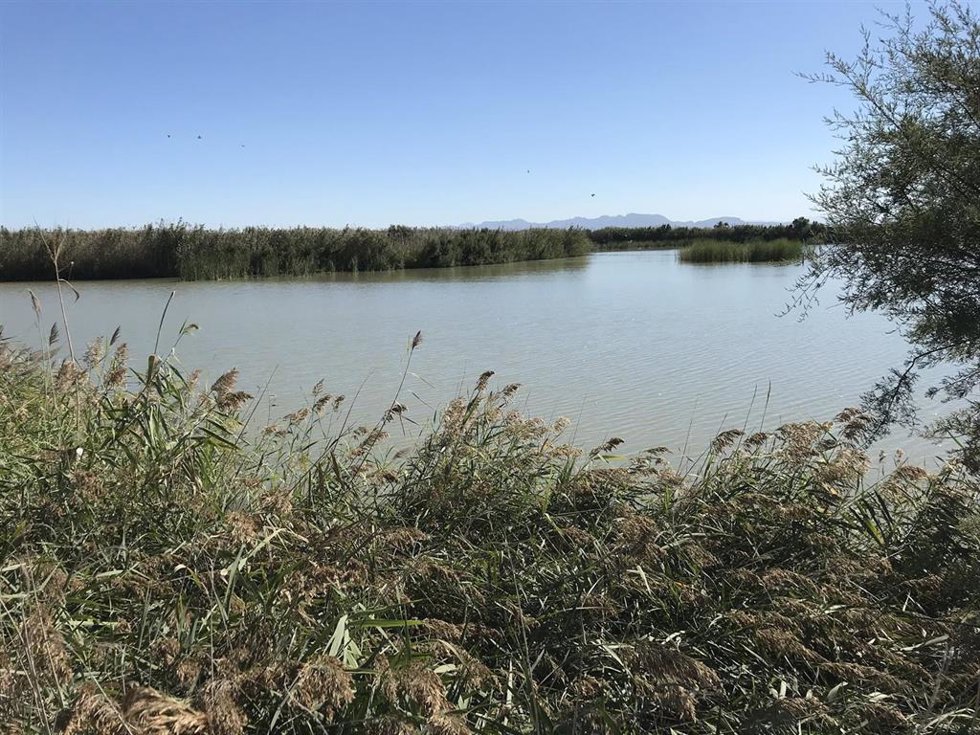Archivo - Imagen de archivo de la Albufera de Valncia. 