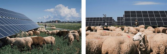 Dos plantas solares de Endesa reciben el Sello de Excelencia para la Sostenibilidad de UNEF