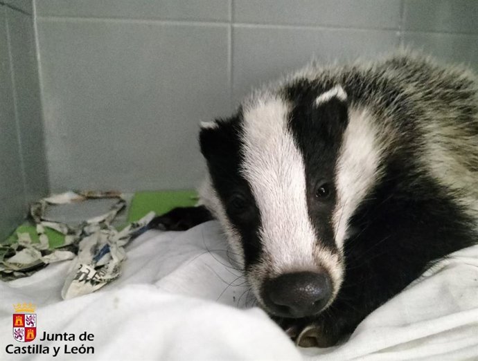 Una cría de tejón que ingresó en el CRAS de Burgos con desnutrición y deshidratación y se recupera favorablemente.