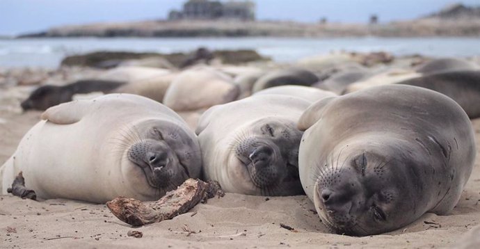 Elefantes marinos del norte de dos meses durmiendo en la playa en el Parque Estatal Año Nuevo, California.