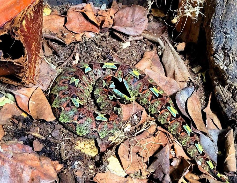 Víboras mariposa que han llegado a Terra Natura Benidorm procedentes de un zoo de Holanda para continuar con un proyecto de investigación sobre antivenenos.