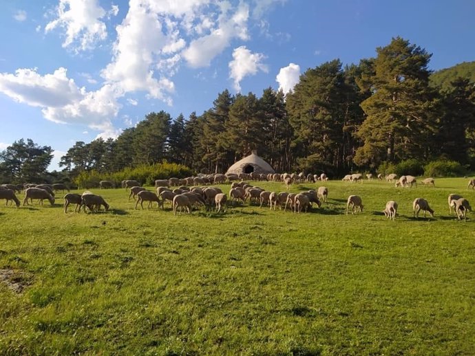 Raza ovina merina, variedad montes universales.