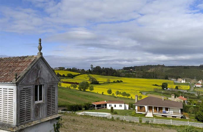Varias casas frente a los campos sembrados de Brassica napus, planta de la que se obtiene el aceite de colza, a 10 de abril de 2023, en Paiosaco, A Laracha, A Coruña (España). El cultivo de colza se ha convertido en uno de los cultivos más rentables, ya